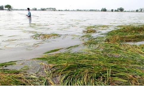 Tình hình lũ lụt ảnh hưởng đến tinh thần, thiệt hại về vật chất của bà con giáo dân trên địa bàn Giáo phận Mỹ Tho hiện nay